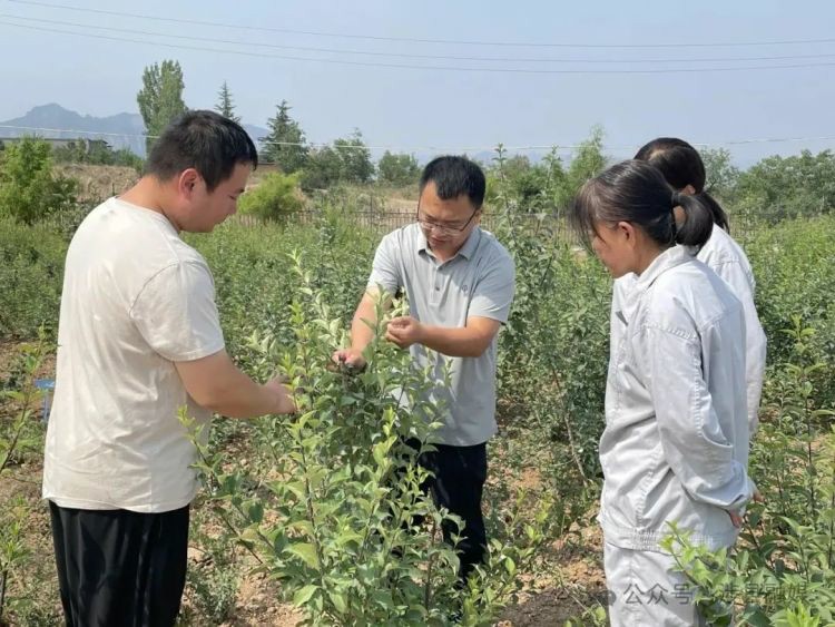 新农人 兴农梦 | 涉县以岭公司李鑫：为连翘产业走向标准化