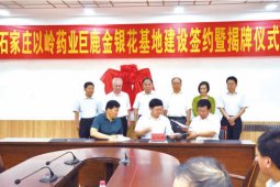 以岭药业巨鹿金银花基地签约揭牌