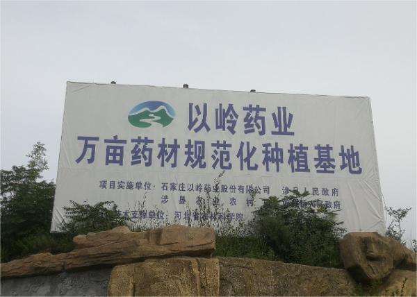 以岭药业：万亩连翘种太行，中药材产业助力乡村振兴