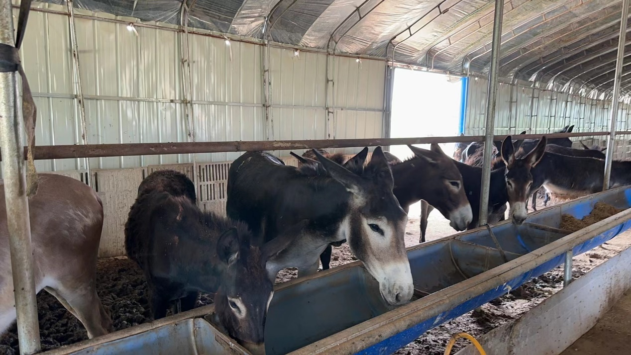 酸枣肉如何变废为宝？故城“酸枣驴”特色养殖闯出致富新品牌