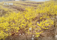 河北井陉：“苦连翘”成了“甜产业”