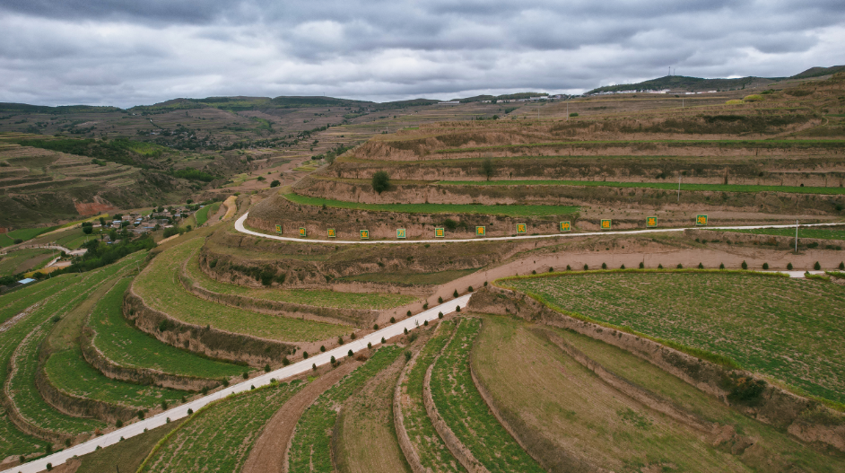 陇中大地黄芪飘香，石家庄以岭药业帮通渭农民种下“致富草”