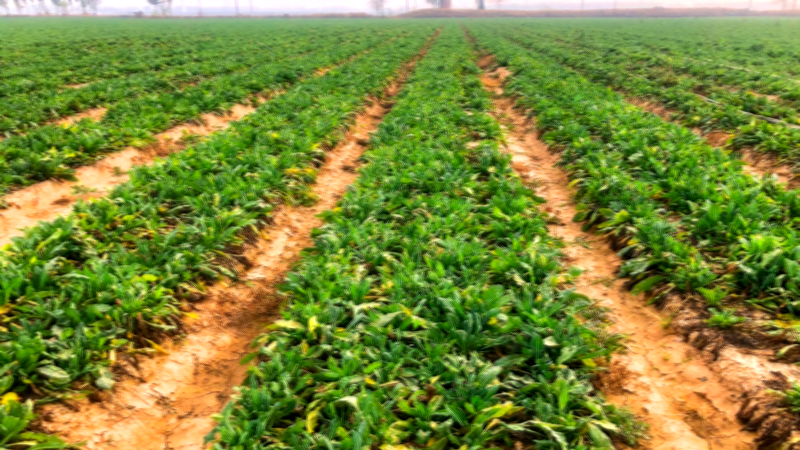 以岭药业：打造高标准中药材种养殖基地 从源头保障药品质量