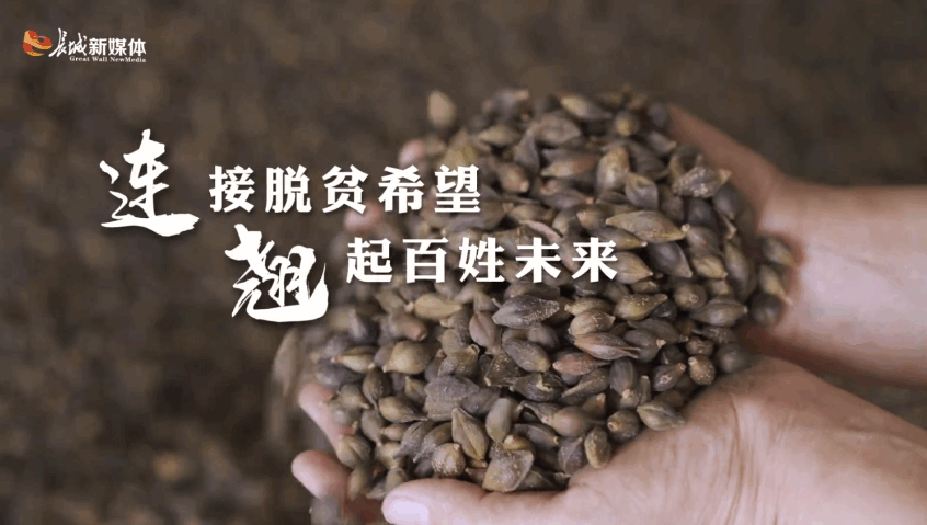 【长城网】以岭药业：“连”接脱贫希望 “翘”起百姓未来