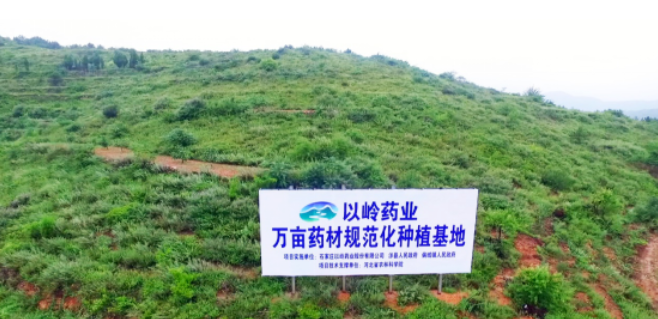 以岭药业帮涉县农民致富开出好“药方”